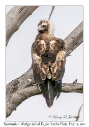 Tasmanian Wedge-tailed Eagle