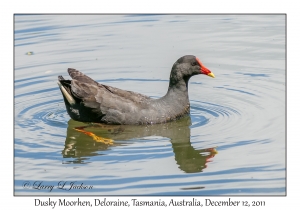 Dusky Moorhen