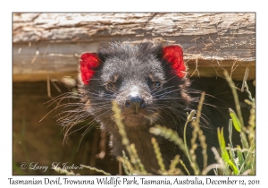 Tasmanian Devil