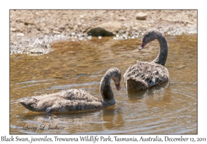 Black Swans