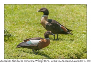 Australian Shelducks