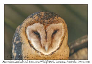 Australian Masked Owl