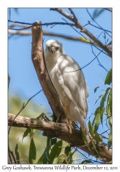 Grey Goshawk