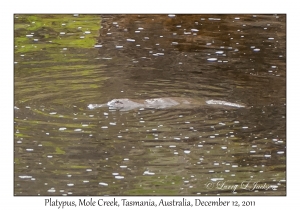 Platypus