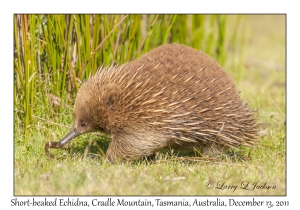 Short-beaked Echidna