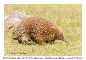 Short-beaked Echidna