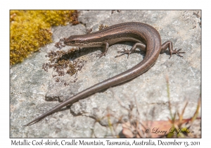 Metallic Cool-skink