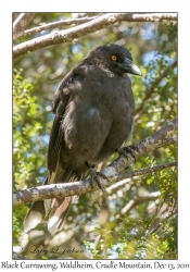 Black Currawong