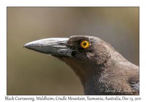 Black Currawong