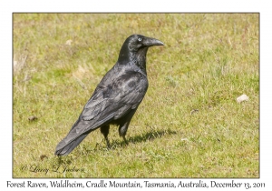 Forest Raven