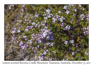 Lemon-scented Boronia