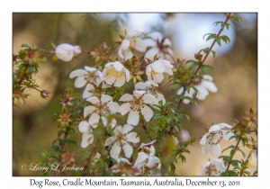 Dog Rose