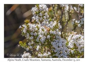 Alpine Heath