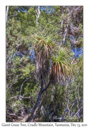 Giant Grass Tree