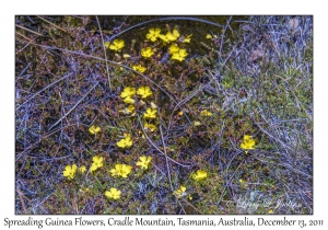 Spreading Guinea Flowers