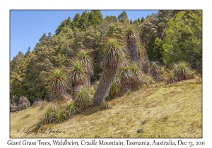 Giant Grass Trees