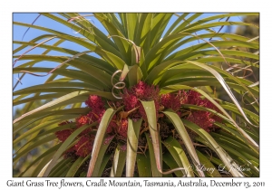 Giant Grass Tree flowers