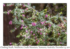 Climbing Heath