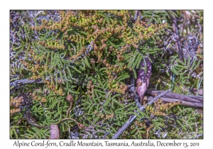 Alpine Coral-fern