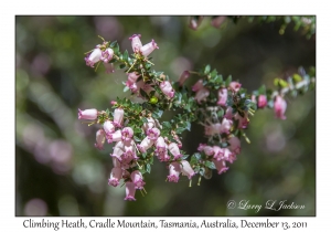 Climbing Heath