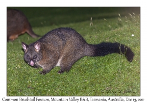 Common Brushtail Possum