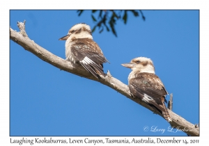 Laughing Kookaburras