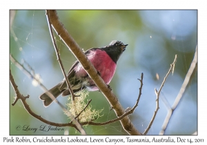 Pink Robin