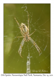 Orb Spider