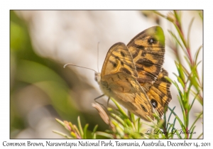 Common Brown