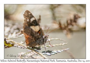 Yellow Admiral Butterfly