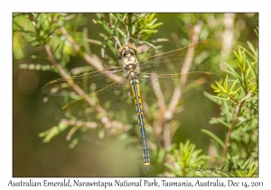 Australian Emerald