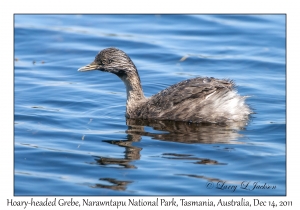 Hoary-headed Grebe