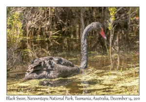 Black Swan