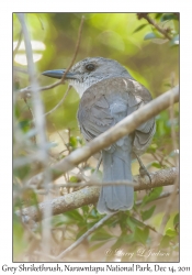 Grey Shrikethrush