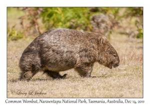 Common Wombat