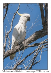 Sulphur-crested Cockatoo