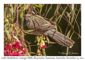 Little Wattlebird