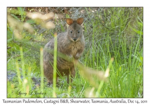 Tasmanian Pademelon