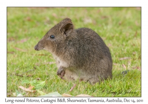 Long-nosed Potoroo