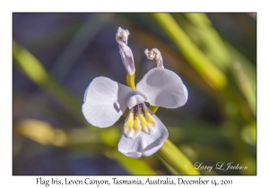 Flag Iris