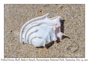 Frilled Venus Shell