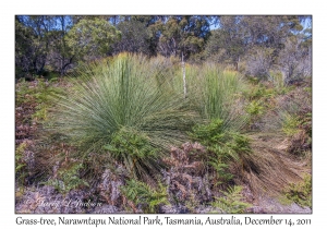 Grass-tree