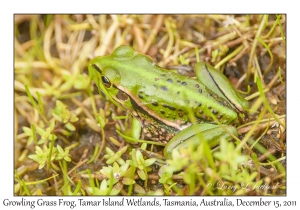 Growling Grass Frog