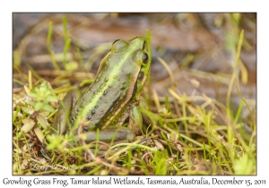 Growling Grass Frog