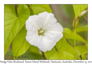 Hedge False Bindweed