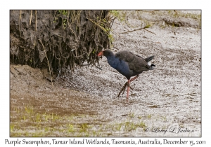 Purple Swamphen