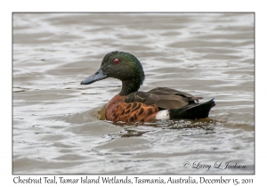 Chestnut Teal