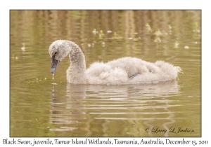 Black Swan