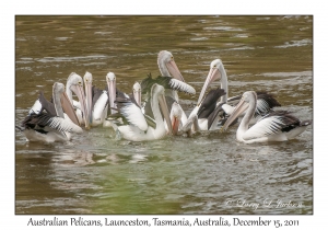 Australian Pelicans