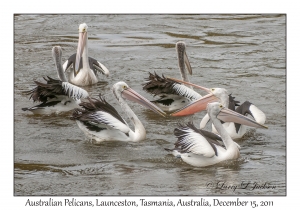 Australian Pelicans